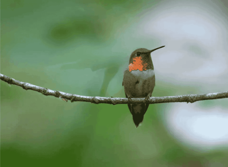 HORIZONTAL (1500 x 1100 px) (10) (1)